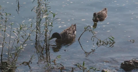 Multiple Ducks Floating Along River Vídeos de archivo 92326332