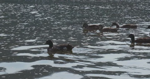 Multiple Ducks Floating Along River Stock Footage 92326344