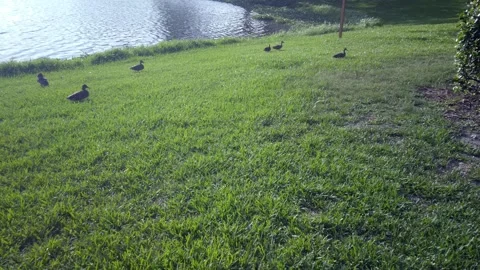 Multiple ducks in grass beside Jorgensen Lake on a sunny bright day. Stock Footage 244580264
