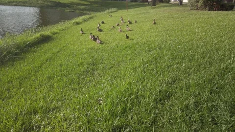 Multiple ducks in grass beside Jorgensen Lake on a sunny bright day. Stock Footage 244580303