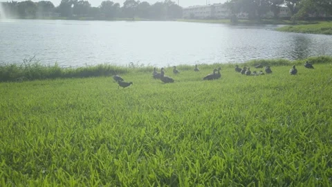 Multiple ducks in grass beside Jorgensen Lake on a sunny bright day. Stock Footage 244580657