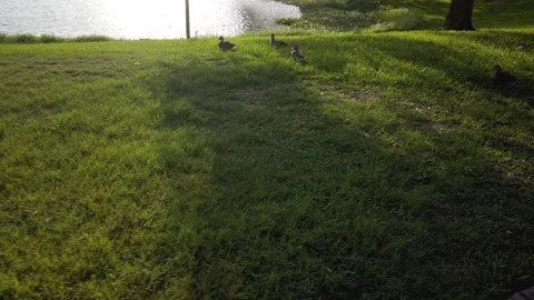 Multiple ducks in grass beside Jorgensen Lake on a sunny bright day. Stock Footage 244581301