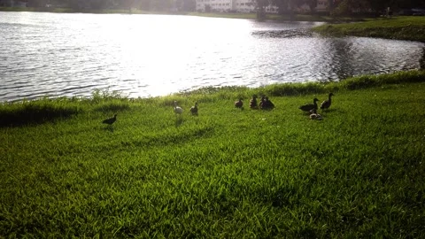 Multiple ducks in grass beside Jorgensen Lake on a sunny day. St. Petersburg, FL Stock Footage 244581377