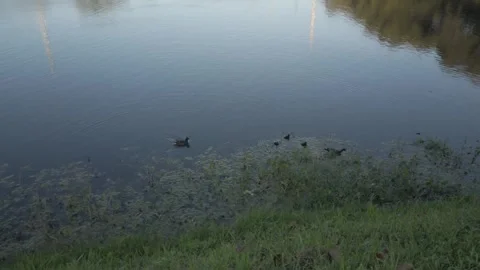 Multiple Ducks Move on pond Stock Footage 240259124