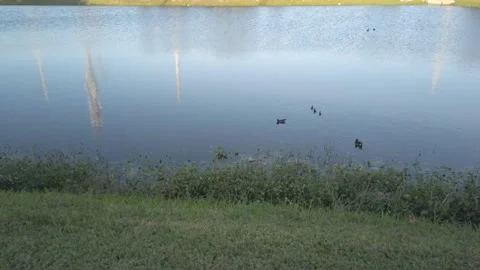 Multiple Ducks on retention Pond Stock Footage 240258664