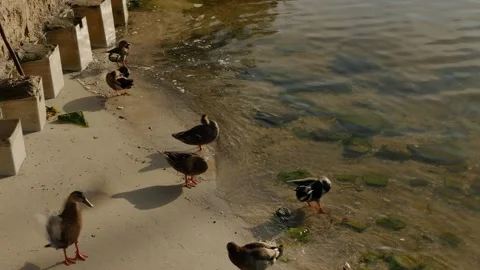 Multiple ducks splashing bathe in water, Early morning sun. Reflections of brigh Stock Footage 293935731