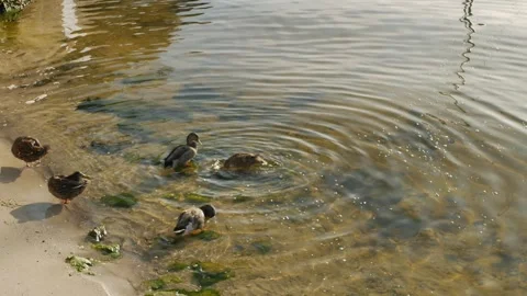 Multiple ducks splashing bathe in water, Early morning sun. Reflections of brigh Stock Footage 293935799