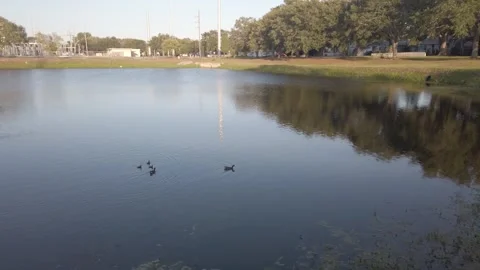 Multiple Ducks Split on pond Stock Footage 240259122
