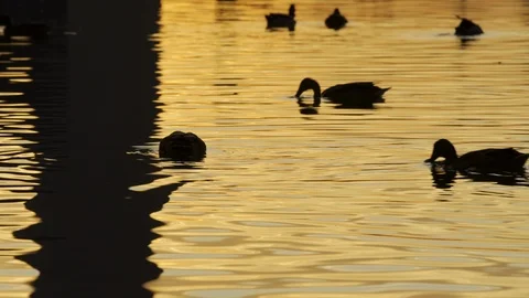 Multiple Ducks Swim in the Reflecting Pool by the Washington Monument Video stock 117937986