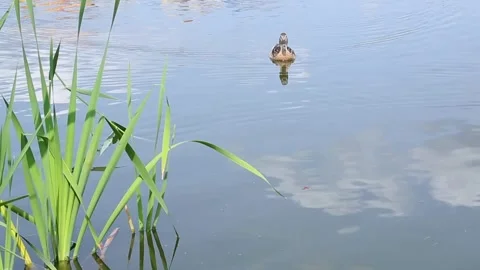 Multiple ducks swimming and diving in lake water Stock Footage 313258721