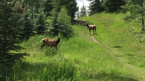 Multiple Elk Grazing by Pathway Stock Footage 123170537