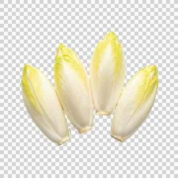 Multiple endive chicory arranged on clean background with copy space. Fotos Stock