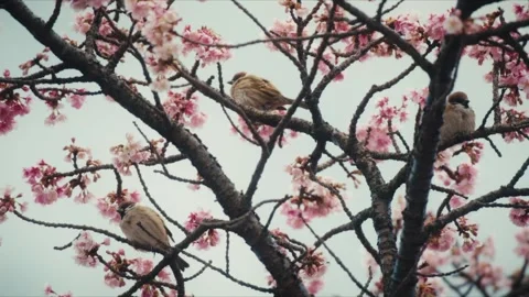 Multiple Eurasian Tree Sparrows Among Cherry Blossom Branches, Itokawa River Stock Footage 341387542