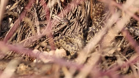 Multiple European adders entwined in mating behaviour Stock-Footage 323725995