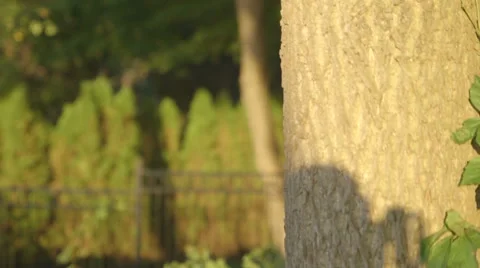 Multiple Evergreen Trees behind Large Oak Tree 库存影片 42904941