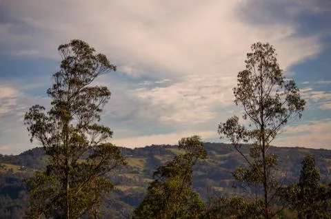 Multiple exposure of the canopy of two eucalyptus trees with the morning sky  Stock Photos