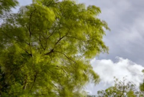 Multiple exposure of the canopy of a willow tree being blown by strong wind.  Stock Photos