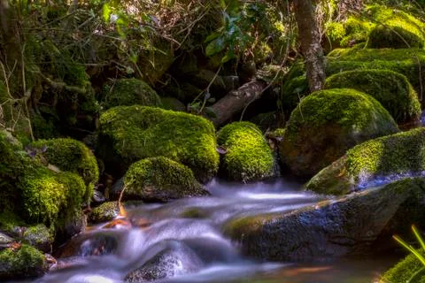 Multiple exposure of different spots of a ravine with rocks covered in moss a Stock-Fotos