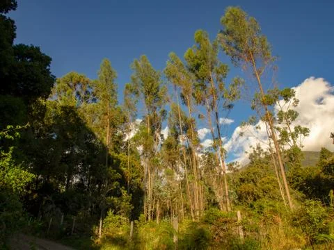 Multiple exposure of  an eucalyptus forest lighten with the sun of sunset at  Stock-Fotos