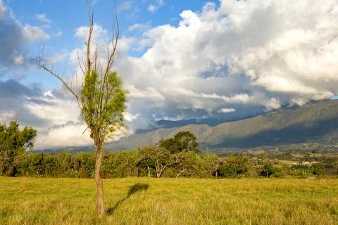Multiple exposure of a lonely weeping willow casting its shadow on the meadow Foto stock