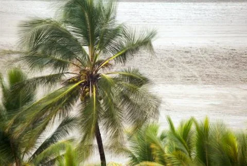 Multiple exposure of a palm tree being blown by a strong wind in a Caribbean  Stock Photos