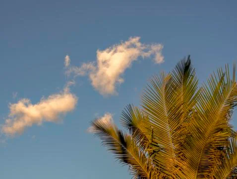 Multiple exposure of palm tree leaves against an almost clear blue sky and a  Foto stock
