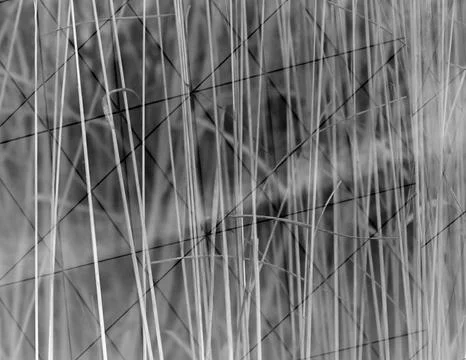 Multiple exposure of   rushy closeup common reeds Stock Photos