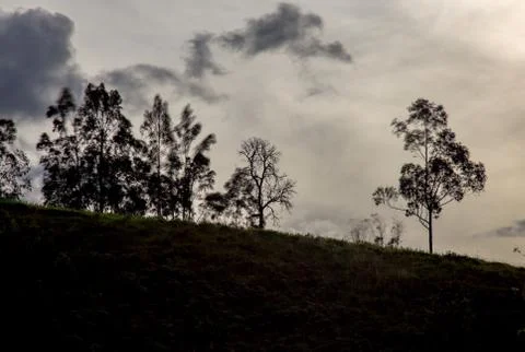 Multiple exposure of the silhouette of some trees at the top of a hill in the Stock Photos