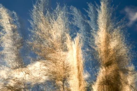 Multiple exposure of some pampas grass being blown by the wind, against the b Stock Photos