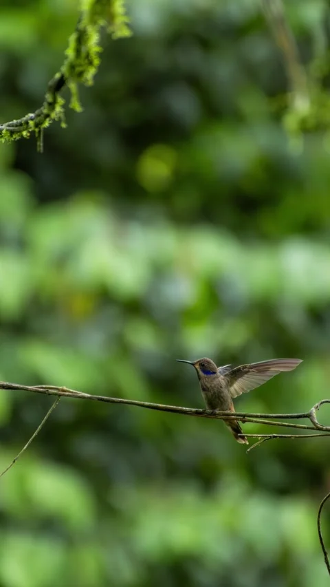 Multiple Exposure of Sparkling violet ear hummingbird perching on a delicat.. Stock Footage 342190634