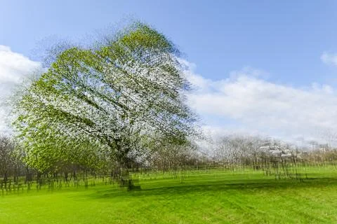 Multiple exposure tree Stock Photos