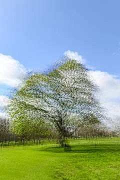Multiple exposure tree Stock Photos