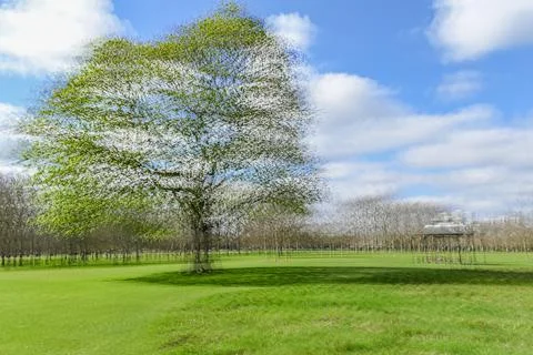 Multiple exposure tree Stock Photos