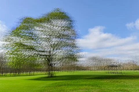 Multiple exposure tree Stock Photos