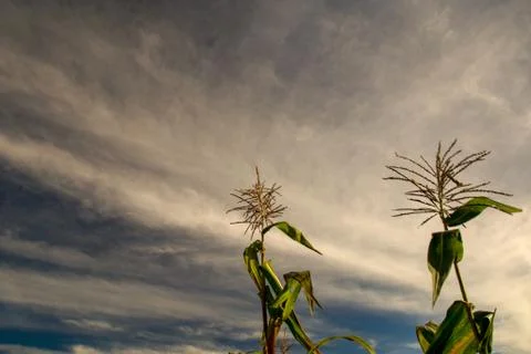 Multiple exposure of two corn flowers against the early morning sky in the ce Stock Photos