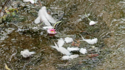 Multiple feathers and a small flower drifting along a shallow stream Stock Footage 336814706