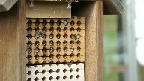 Multiple female mason bees (Osmia conjuncta) pollinating wooden hive Stock Footage