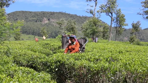 Multiple Female Tea Plantation Workers, Sri Lanka Video stock 47986883