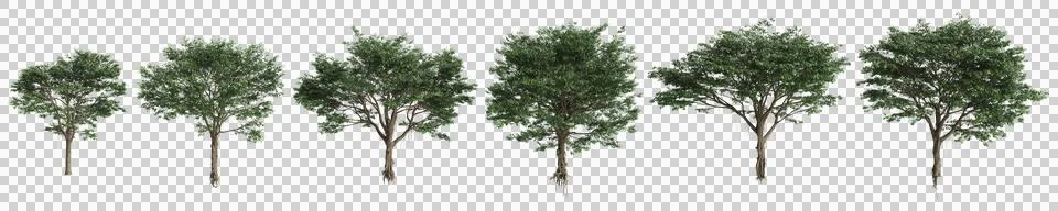 Multiple Ficus microcarpa trees 3d illustration on transparent background Stock Illustration