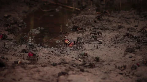 Multiple Fiddler Crabs walking across the sand Stock Footage 53204897