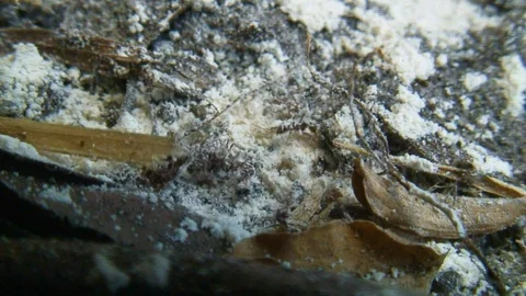 Multiple fire ants struggling to move after treated with pesticides Stock Footage 115511456