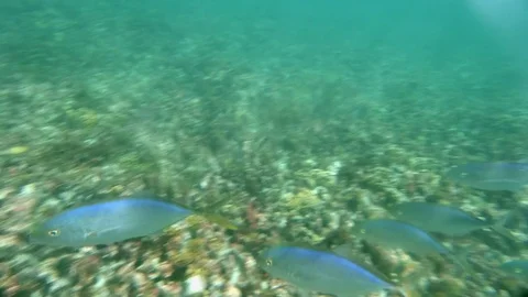 Multiple fish in the sea Stock-Footage 72569169