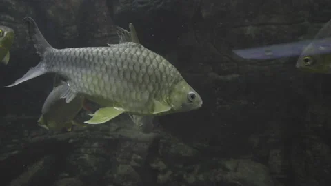 Multiple Fish Swimming Underwater Among The Rocks Stock Footage 149504872