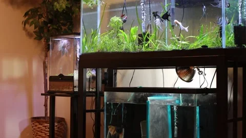 Multiple fish tanks with live fish in the interior of a home with decor Stock-Footage 148937464
