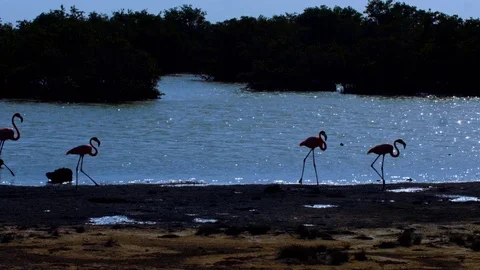 Multiple flamingos at mangrove Stock Footage 74023545
