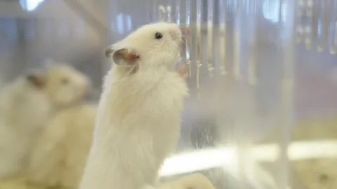 Multiple fluffy white hamsters inside a habitat with wooden shavings and a .. Stock Footage 332323218
