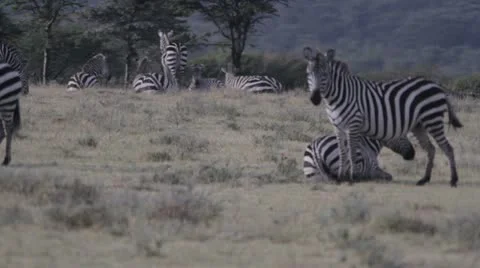 Multiple focus racks between zebras Video stock 11140545