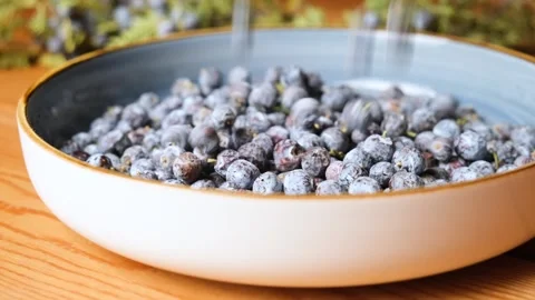 Multiple fresh juniper berries with light blue bloom falling into a ceramic bowl Stock Footage 308438960