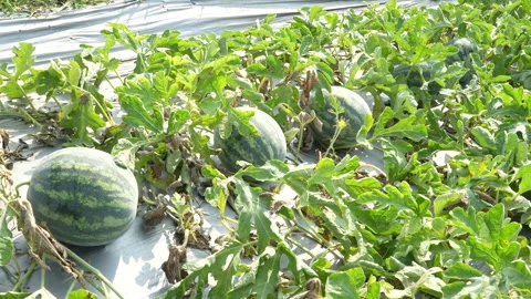 Multiple Fresh Watermelons Growing In Row On Farm Видео 333374183