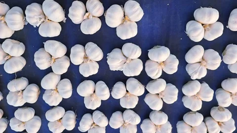 Multiple garlic bulbs arranged in rows on dark blue surface Stock Footage 310892365